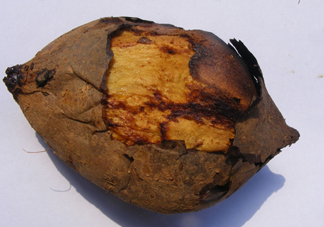 烤紅薯上火嗎？沒有烤箱怎么做烤紅薯