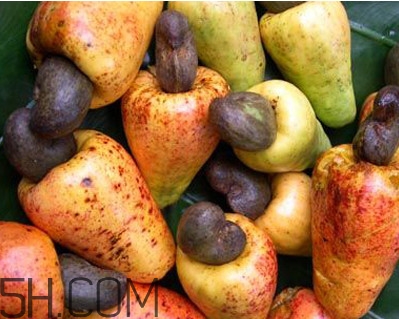 腰果為什么那么貴？腰果長在哪里