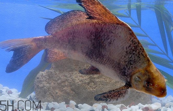 胭脂魚是什么魚？胭脂魚是保護(hù)動物嗎