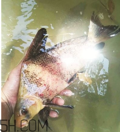 胭脂魚(yú)可以吃嗎？胭脂魚(yú)好養(yǎng)嗎