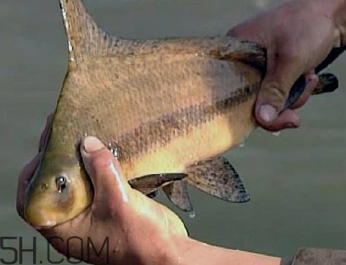 胭脂魚是冷水魚嗎？胭脂魚是熱帶魚嗎