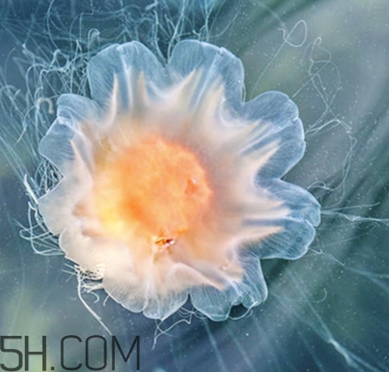 稚優(yōu)泉水母面膜要洗嗎？稚優(yōu)泉水母面膜敷多久？