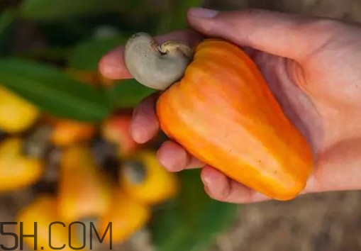 腰果梨好吃嗎？腰果梨怎么吃？