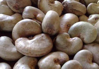 腰果有殼嗎？為什么沒有賣的腰果梨