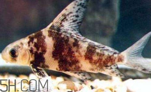 胭脂魚是冷水魚嗎？胭脂魚是熱帶魚嗎