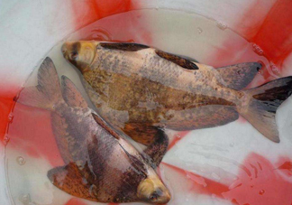 胭脂魚是冷水魚嗎？胭脂魚是熱帶魚嗎