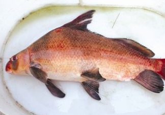 胭脂魚可以吃嗎？胭脂魚好養(yǎng)嗎