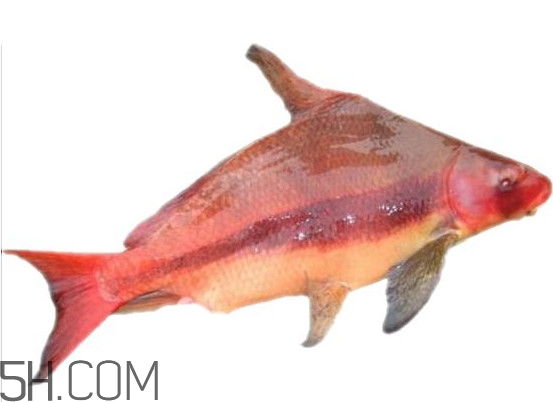 胭脂魚是什么魚？胭脂魚是保護(hù)動物嗎