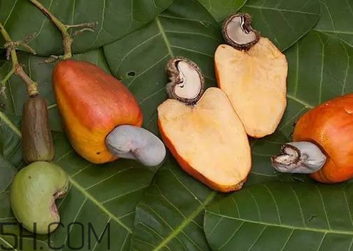 腰果有殼嗎？為什么沒有賣的腰果梨