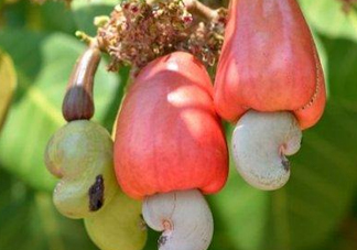 腰果是什么植物的果實？腰果果實能吃嗎