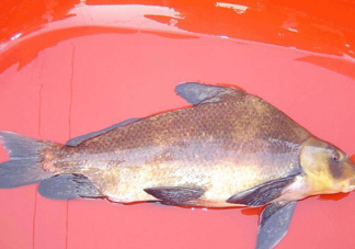 胭脂魚多少錢一斤？胭脂魚怎么做好吃