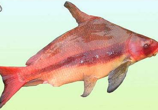 胭脂魚是什么魚？胭脂魚是保護動物嗎