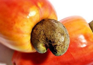 腰果梨好吃嗎？腰果梨怎么吃？