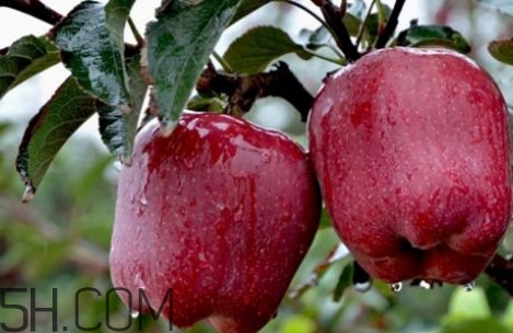 如何鑒別花牛蘋果？為什么叫花牛蘋果
