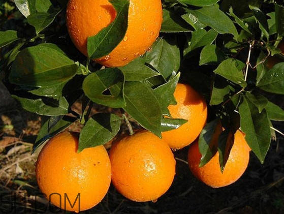 臍橙之鄉(xiāng)是哪里？臍橙哪里的最好吃