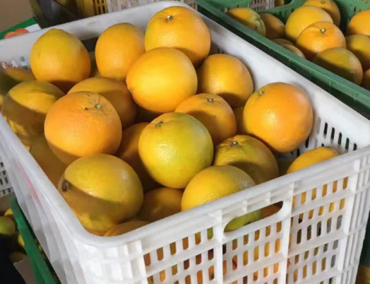 贛南臍橙什么時候上市？贛南臍橙一棵能產多少斤