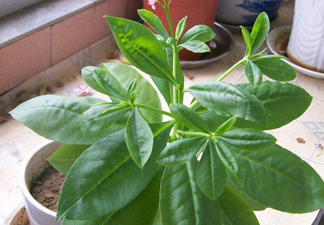 土人參有毒嗎？土人參葉子可以吃嗎？