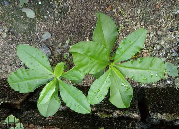 土人參怎么吃？新鮮的土人參多少錢一斤