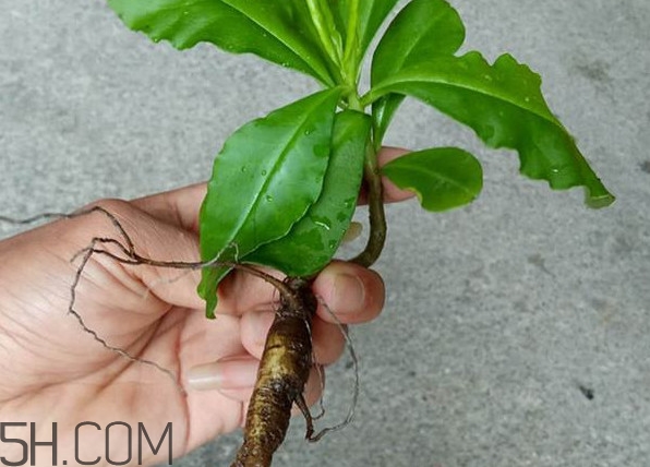 土人參怎么吃？新鮮的土人參多少錢一斤