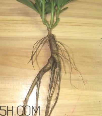 土人參有毒嗎？土人參葉子可以吃嗎？