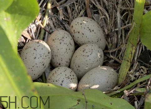 野雞蛋多少錢一個(gè) 野雞蛋怎么辨別 野雞蛋多少錢一個(gè) 野雞蛋怎么辨別