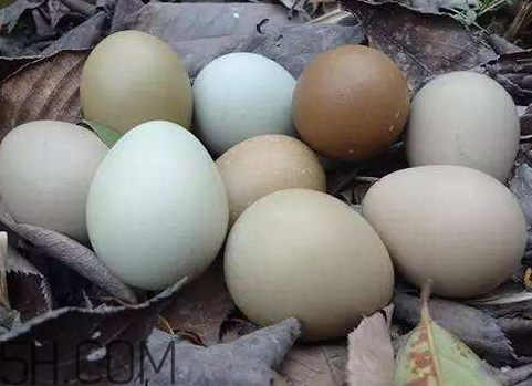野雞蛋多少錢一個(gè) 野雞蛋怎么辨別 野雞蛋多少錢一個(gè) 野雞蛋怎么辨別