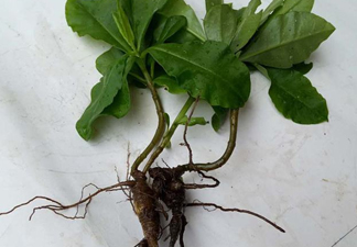 土人參怎么吃？新鮮的土人參多少錢一斤