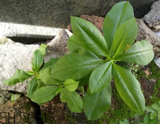 土人參有毒嗎？土人參葉子可以吃嗎？