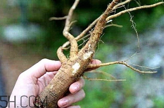 土人參是什么？人參和土人參的區(qū)別