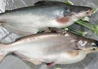 巴沙魚可以生吃嗎？巴沙魚的功效與作用