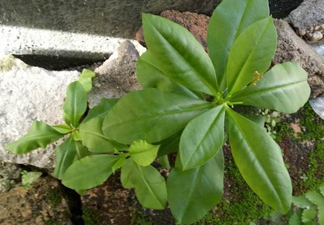 土人參的根可以吃嗎？土人參的功效與作用