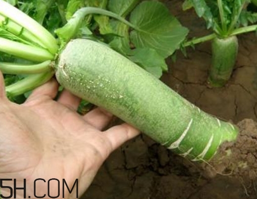 為什么說(shuō)煙臺(tái)蘋果萊陽(yáng)梨不如濰坊蘿卜皮？