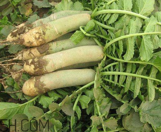 青蘿卜是轉(zhuǎn)基因嗎？如何辨別濰縣蘿卜真假