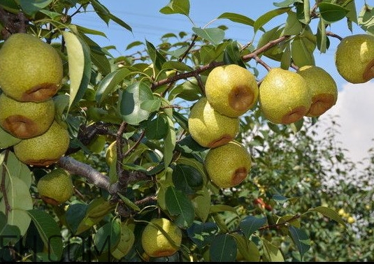 萊陽梨怎么催熟？萊陽梨汁多少錢一箱