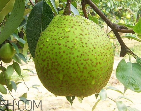 為什么萊陽梨好吃？萊陽梨的功效與作用