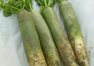 為什么說(shuō)煙臺(tái)蘋(píng)果萊陽(yáng)梨不如濰坊蘿卜皮？