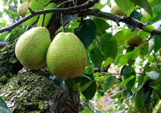 萊陽梨哪個地方的最正宗？萊陽梨和碭山梨哪個好