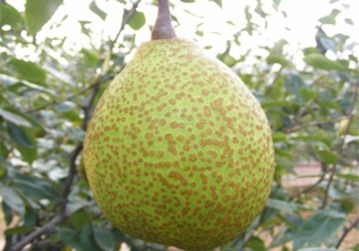 萊陽(yáng)梨是哪里的？萊陽(yáng)梨是什么梨