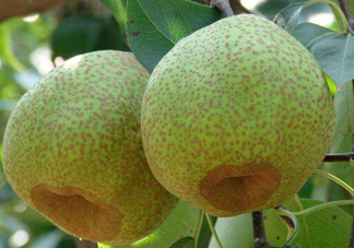 為什么萊陽(yáng)梨好吃？萊陽(yáng)梨的功效與作用