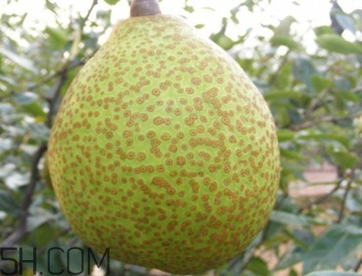 萊陽梨是哪里的？萊陽梨是什么梨