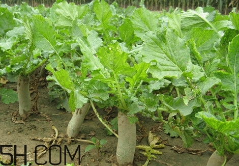 為什么說(shuō)煙臺(tái)蘋果萊陽(yáng)梨不如濰坊蘿卜皮？