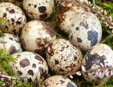 鵪鶉蛋變黑是什么情況 鵪鶉蛋發(fā)黑能吃嗎 鵪鶉蛋變黑是什么情況 鵪鶉蛋發(fā)黑能吃嗎