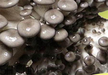 蘑菇的營養(yǎng)價值_蘑菇的功效與作用及食用方法 蘑菇的營養(yǎng)價值_蘑菇的功效與作用及食用方法