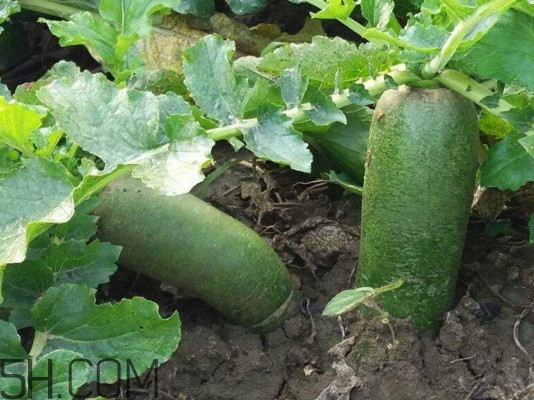 沙窩蘿卜是沙子里的蘿卜嗎？沙窩蘿卜產(chǎn)地是哪兒