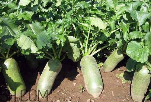 沙窩蘿卜是沙子里的蘿卜嗎？沙窩蘿卜產(chǎn)地是哪兒