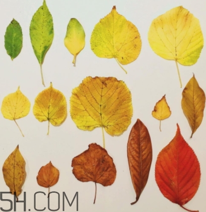 bobbi brown黑管9號試色 芭比布朗burnt red試色 bobbi brown黑管9號試色 芭比布朗burnt red試色