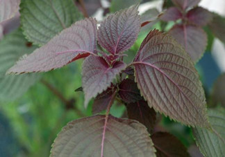 紫蘇的功效和作用是什么？紫蘇可以和雞蛋就一起吃嗎？