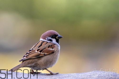 藥酒有哪些分類？制作藥酒的配方有哪些？