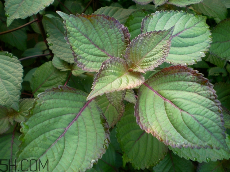 紫蘇的功效和作用是什么？紫蘇可以和雞蛋就一起吃嗎？