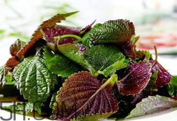 紫蘇的功效和作用是什么？紫蘇可以和雞蛋就一起吃嗎？